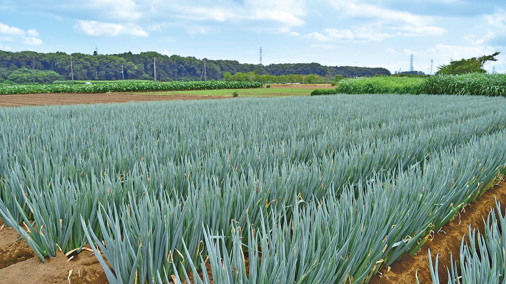 JAいるま野