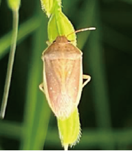 ①イネカメムシ（令和7年川越市）