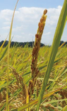 ②不稔により垂れない穂