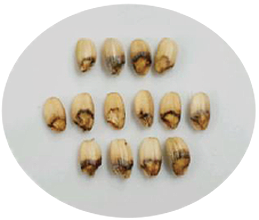 ③イネカメムシによる斑点米