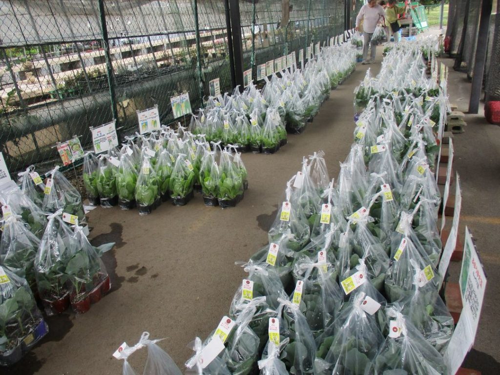 たくさんの野菜苗が並びました🌱