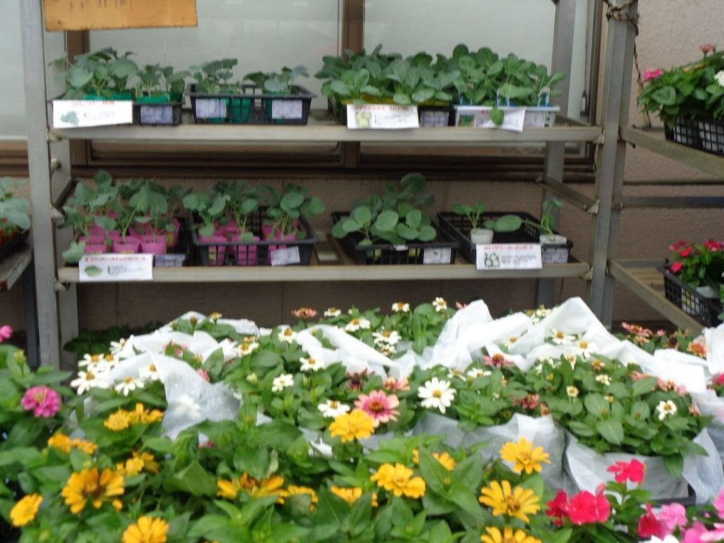 野菜苗・花苗の出荷が始まりました🌱