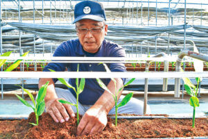 やるしかない 活路を見出したミョウガのハウス栽培遊休農地の解消にも尽力狭山市 入間川 小林 一洋 さん 広報web版 Jaいるま野
