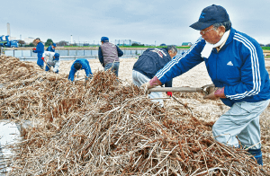 水田は地域住民を守ります（JAいるま野 福岡支店）