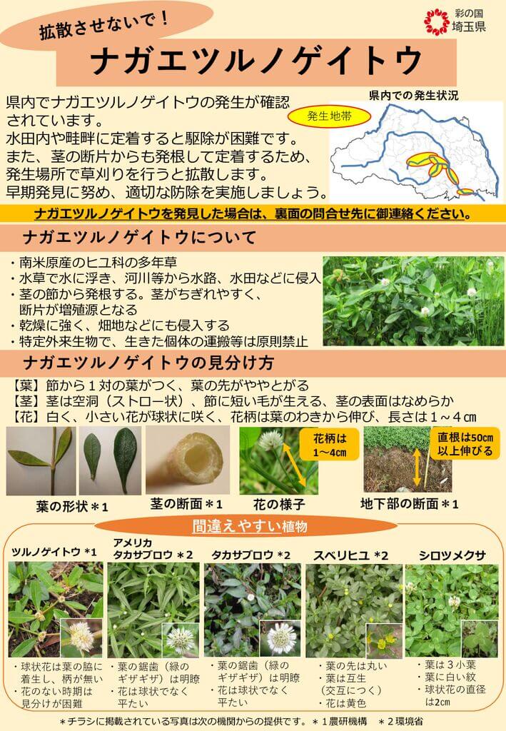 20240719_ナガエ-01のサムネイル